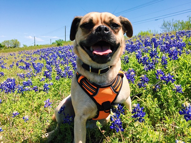 Yuzu the Puggle | Austin Counselor and Couples & Marriage Therapist, Melody Li LMFTA in Downtown, East Austin